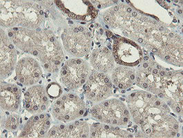 OTUB1 Antibody in Immunohistochemistry (Paraffin) (IHC (P))