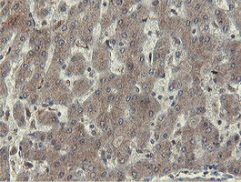 OTUB1 Antibody in Immunohistochemistry (Paraffin) (IHC (P))