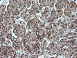 OTUB1 Antibody in Immunohistochemistry (Paraffin) (IHC (P))