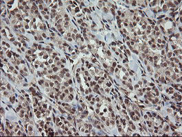 OTUB1 Antibody in Immunohistochemistry (Paraffin) (IHC (P))