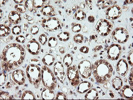 OTUB1 Antibody in Immunohistochemistry (Paraffin) (IHC (P))