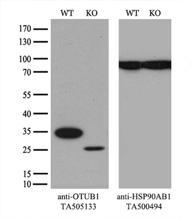 OTUB1 Antibody in Western Blot (WB)