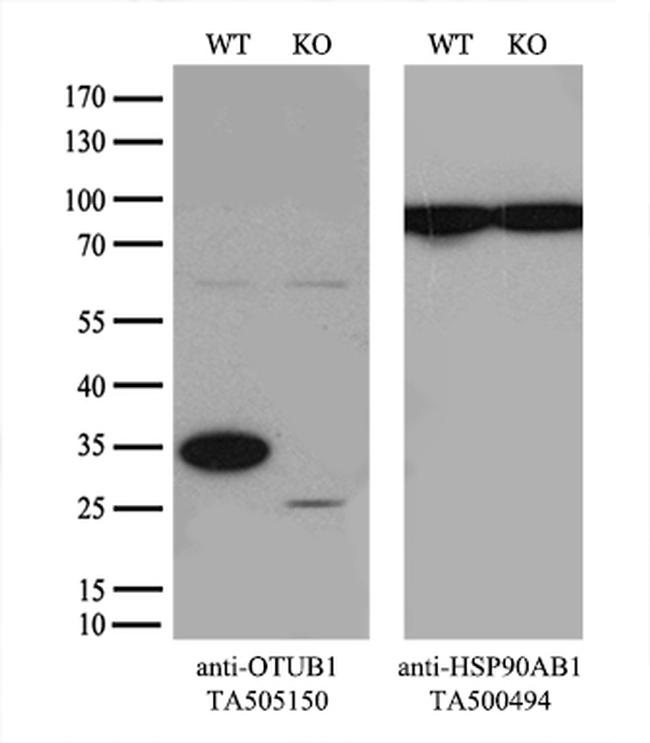 OTUB1 Antibody in Western Blot (WB)