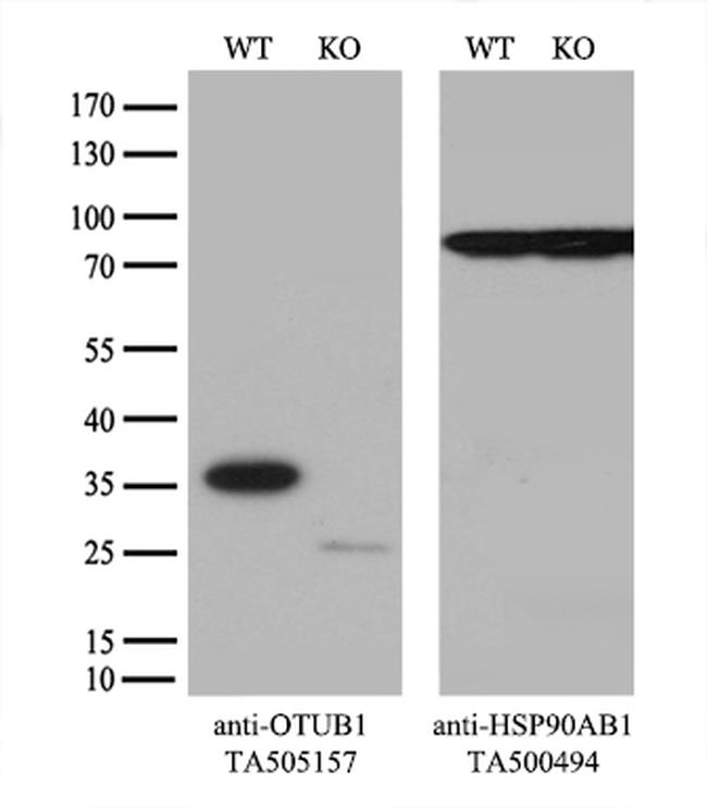 OTUB1 Antibody in Western Blot (WB)