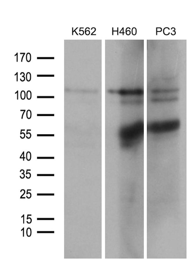 OTUD7B Antibody in Western Blot (WB)