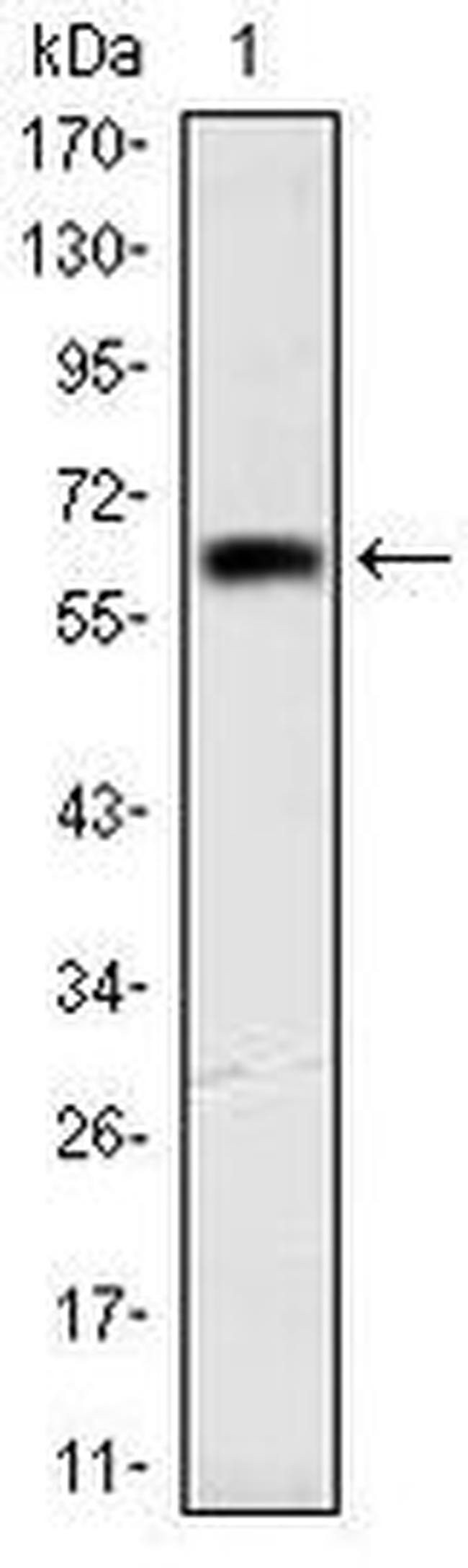 OTX2 Antibody in Western Blot (WB)