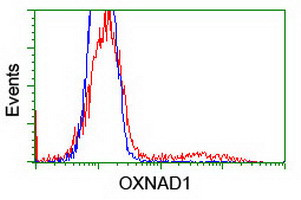 OXNAD1 Antibody in Flow Cytometry (Flow)