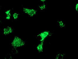 OXNAD1 Antibody in Immunocytochemistry (ICC/IF)