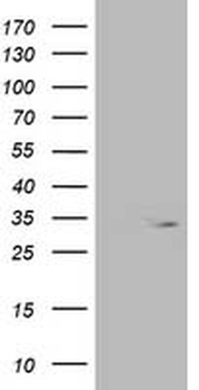 OXNAD1 Antibody in Western Blot (WB)