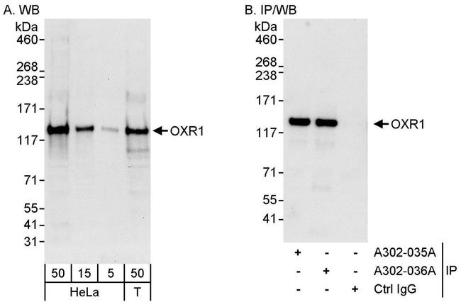 OXR1 Antibody in Western Blot (WB)