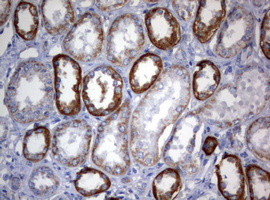 OXSM Antibody in Immunohistochemistry (Paraffin) (IHC (P))