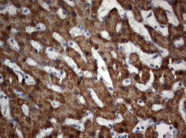 OXSM Antibody in Immunohistochemistry (Paraffin) (IHC (P))