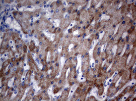 OXSM Antibody in Immunohistochemistry (Paraffin) (IHC (P))