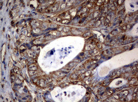 OXSM Antibody in Immunohistochemistry (Paraffin) (IHC (P))