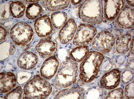 OXSM Antibody in Immunohistochemistry (Paraffin) (IHC (P))