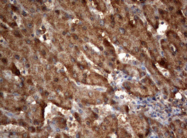 OXSM Antibody in Immunohistochemistry (Paraffin) (IHC (P))