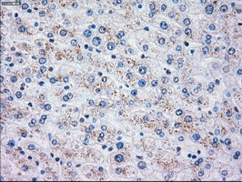 OXSR1 Antibody in Immunohistochemistry (Paraffin) (IHC (P))