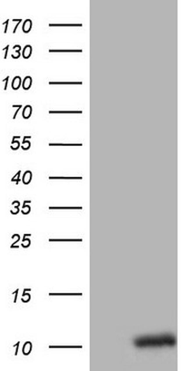 OXT Antibody in Western Blot (WB)