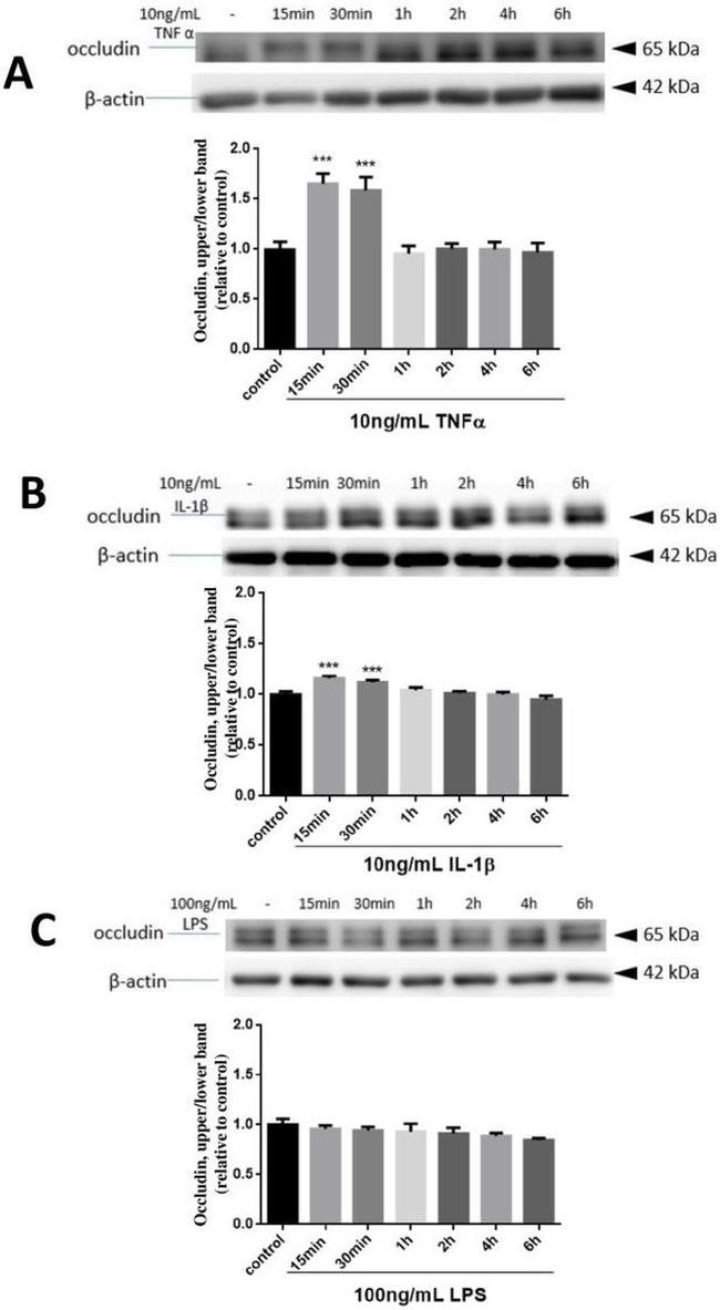 Occludin Antibody in Western Blot (WB)