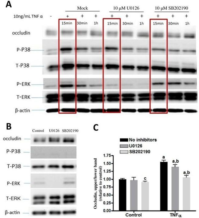 Occludin Antibody in Western Blot (WB)