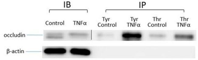 Occludin Antibody in Western Blot (WB)