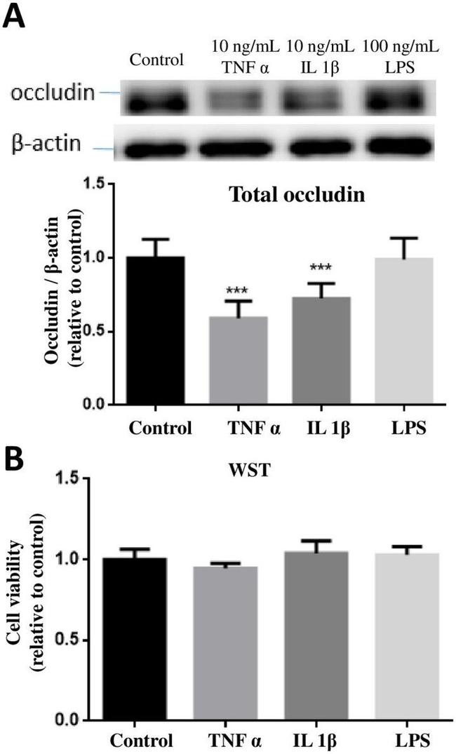 Occludin Antibody in Western Blot (WB)