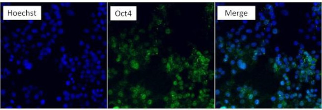 OCT4 Antibody in Immunocytochemistry (ICC/IF)