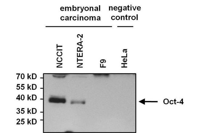 OCT4 Antibody in Western Blot (WB)