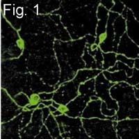 Opsin 4 Antibody in Immunocytochemistry (ICC/IF)