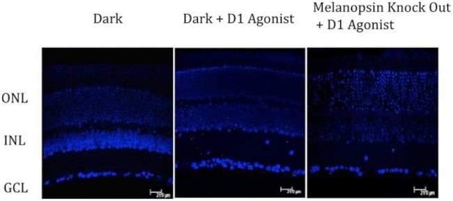 Opsin 4 Antibody in Immunocytochemistry, Immunohistochemistry (ICC/IF, IHC)