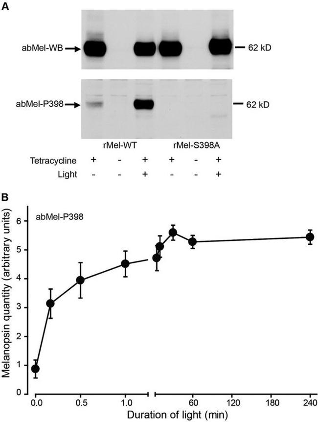 Opsin 4 Antibody in Western Blot (WB)