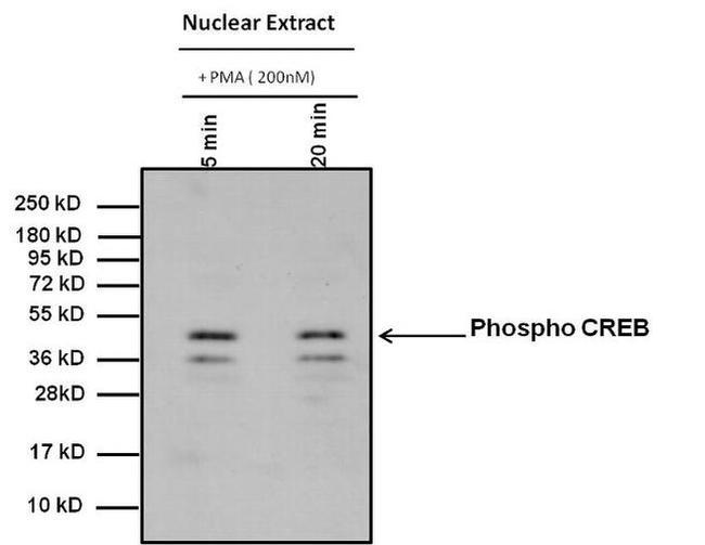 Phospho-CREB/ATF1 (Ser133, Ser63) Antibody in Western Blot (WB)