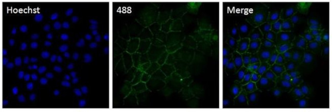 P-cadherin Antibody in Immunocytochemistry (ICC/IF)