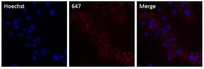 P-cadherin Antibody in Immunocytochemistry (ICC/IF)