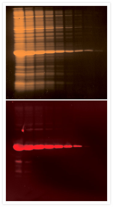 Penta-His Tag Antibody in Western Blot (WB)