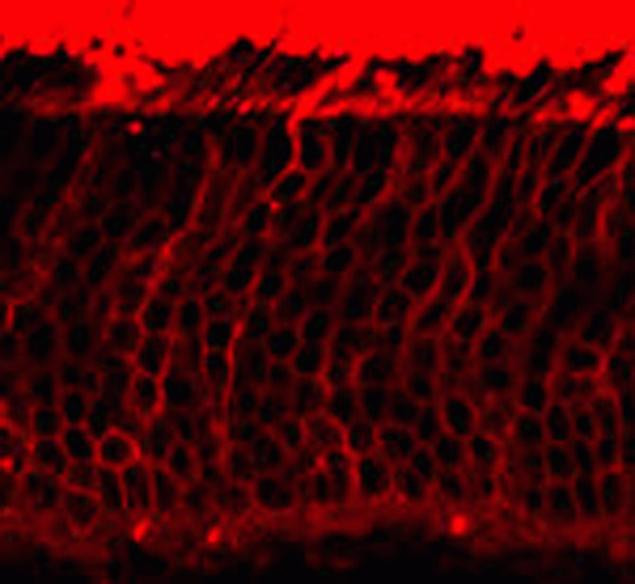 Rhodopsin Antibody in Immunohistochemistry (IHC)