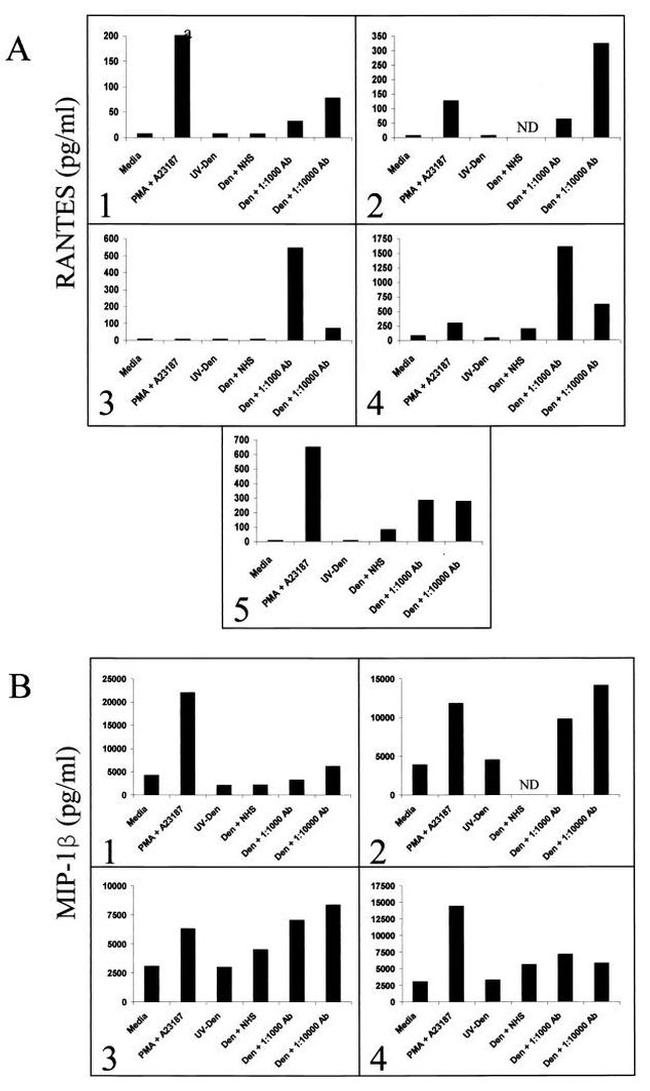 CCL5 (RANTES) Antibody