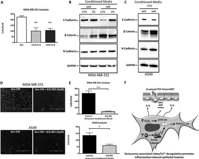 IL-6 Antibody in Neutralization (Neu)