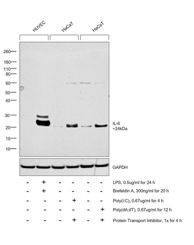 IL-6 Antibody in Western Blot (WB)