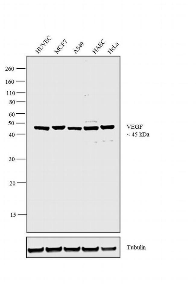 VEGF Antibody in Western Blot (WB)