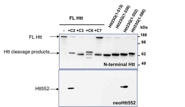 Huntingtin Antibody in Western Blot (WB)