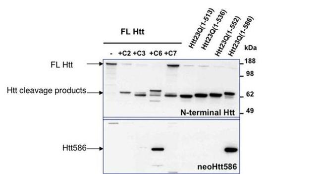 Huntingtin Antibody in Western Blot (WB)