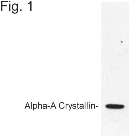 Alpha A Crystallin Antibody in Western Blot (WB)