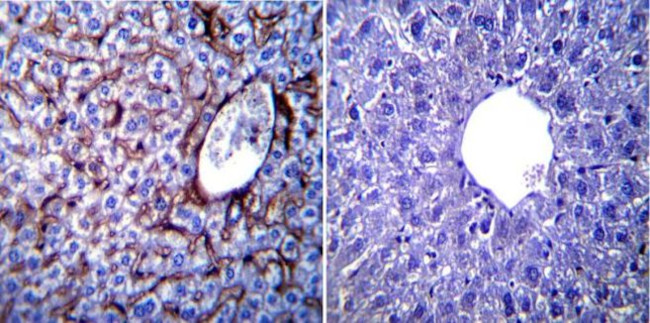 KDEL Antibody in Immunohistochemistry (Paraffin) (IHC (P))