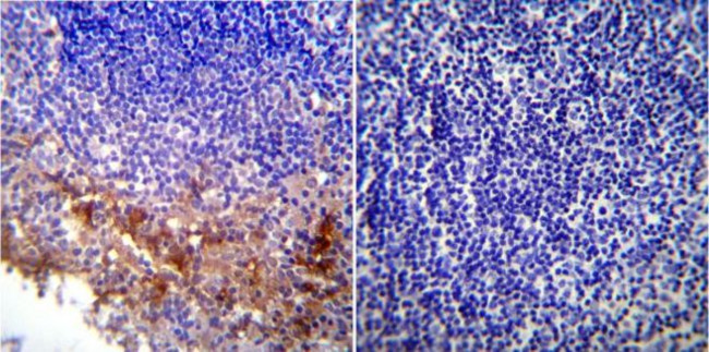 KDEL Antibody in Immunohistochemistry (Paraffin) (IHC (P))