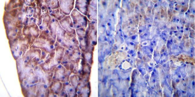 KDEL Antibody in Immunohistochemistry (Paraffin) (IHC (P))