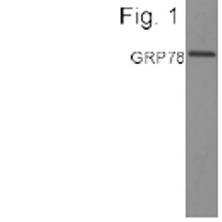 GRP78 Antibody in Western Blot (WB)