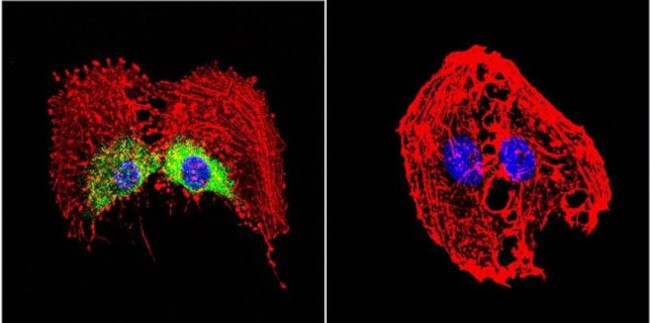 HSP27 Antibody in Immunocytochemistry (ICC/IF)