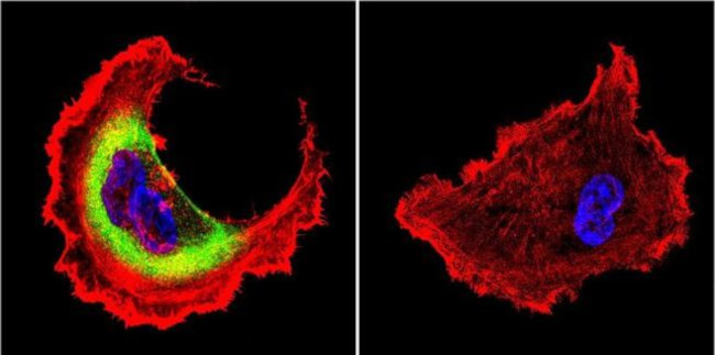 HSP27 Antibody in Immunocytochemistry (ICC/IF)