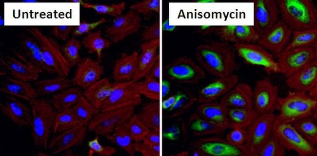 Phospho-HSP27 (Ser15) Antibody